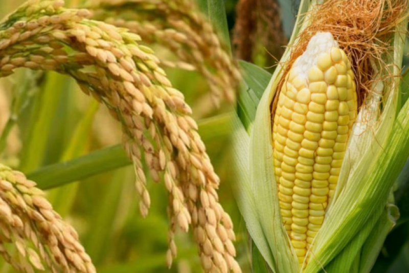 LEE TO DA: INVEST IN RESEARCH ON CLIMATE-RESILIENT CROP VARIETIES