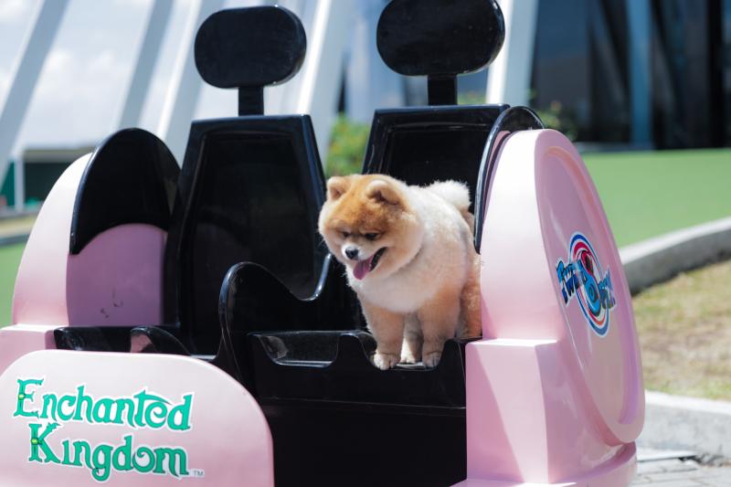 Enchanted Kingdom welcomes pets and animal lovers to a magical, inclusive one-day Pets Day event